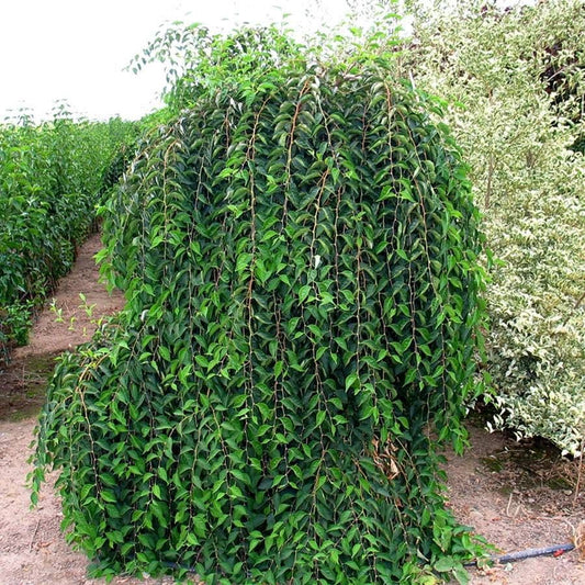 Styrax 'Fragrant Fountain'