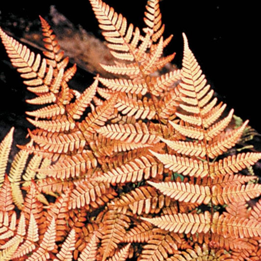 Dryopteris 'Brilliance' Autumn Fern