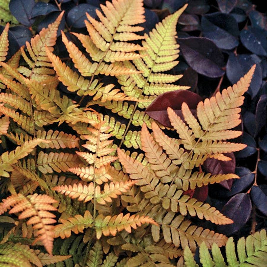 Dryopteris 'Brilliance' Autumn Fern