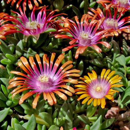 Delosperma Fire Spinner® Ice Plant