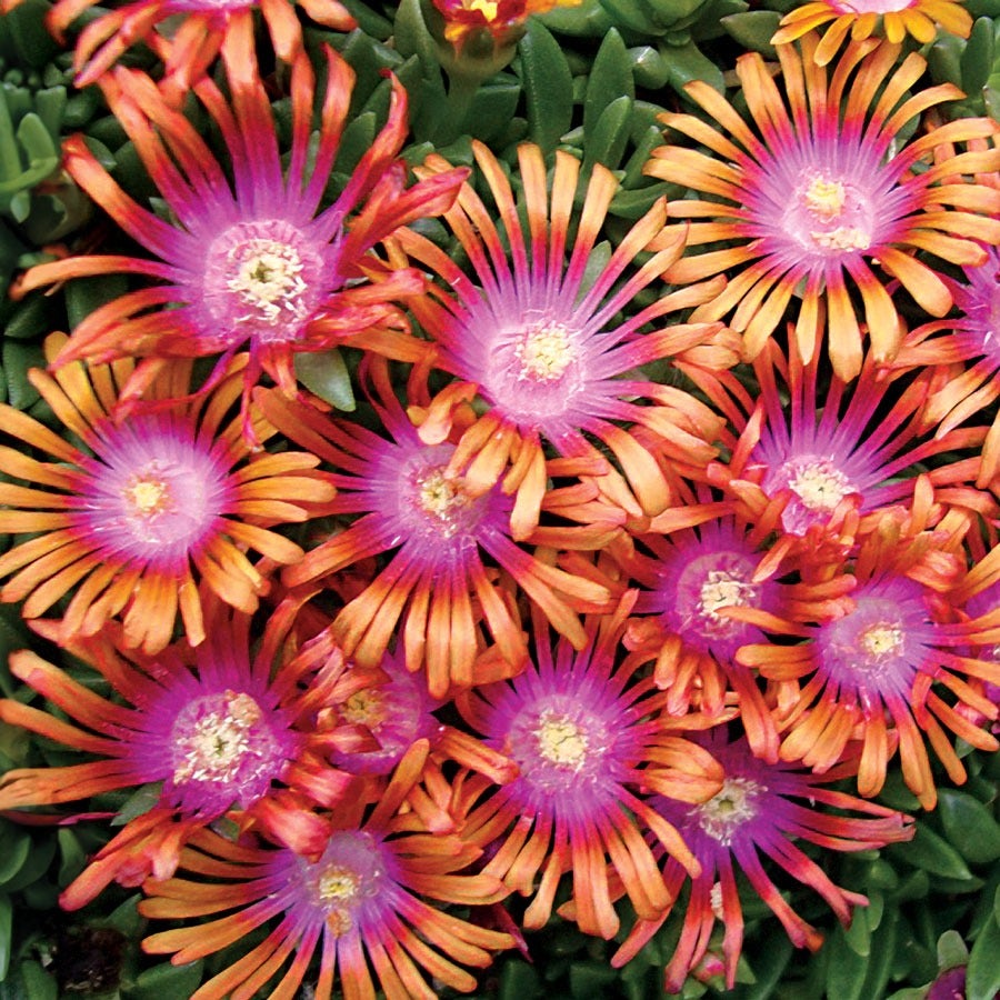 Delosperma Fire Spinner® Ice Plant