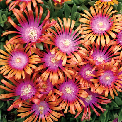 Delosperma Fire Spinner® Ice Plant