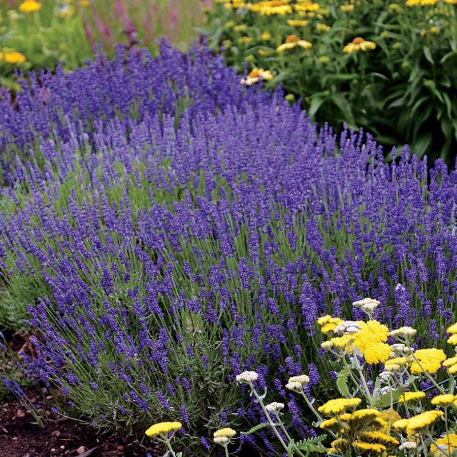 Lavender 'Hidcote Blue'