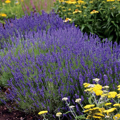 Lavender 'Hidcote Blue'