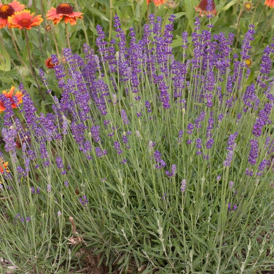 Lavender 'Hidcote Blue'