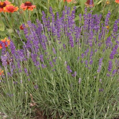 Lavender 'Hidcote Blue'