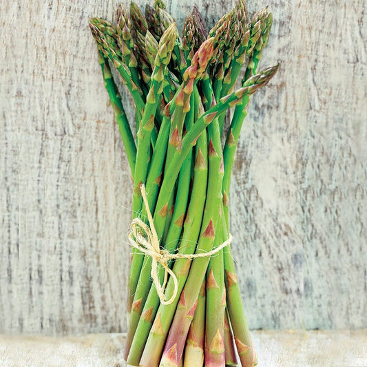 Asparagus Jersey Supreme Hybrid