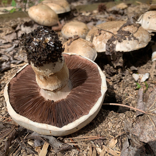 Mushroom Portabella Kit