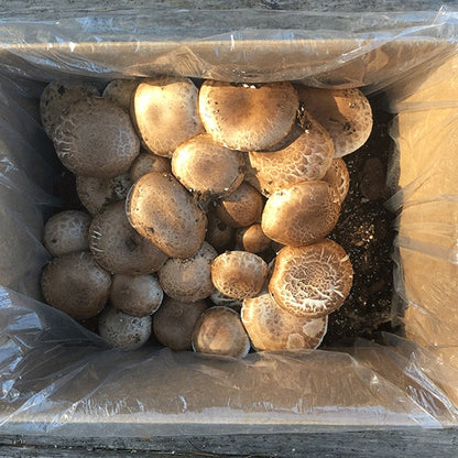 Mushroom Portabella Kit