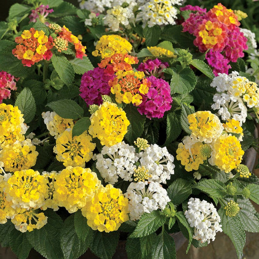 Lemon Meringue Lantana Combination