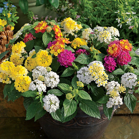 Lemon Meringue Lantana Combination