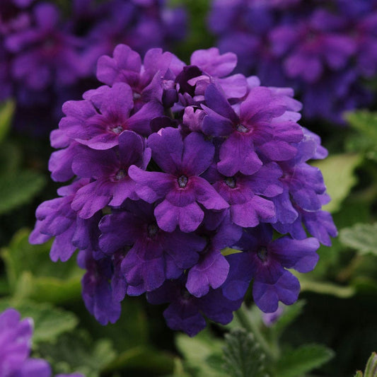 Verbena EnduraScape™ Dark Purple