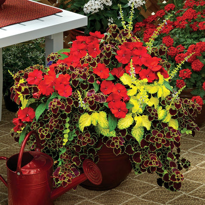 Summer Sizzle Sunpatiens® Combination