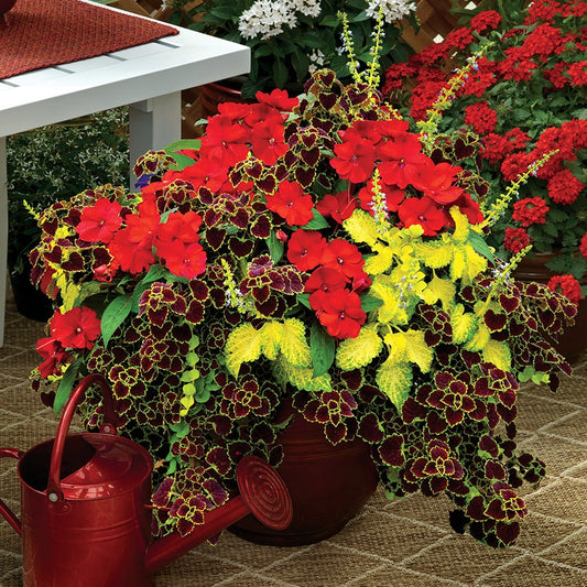 Summer Sizzle Sunpatiens® Combination