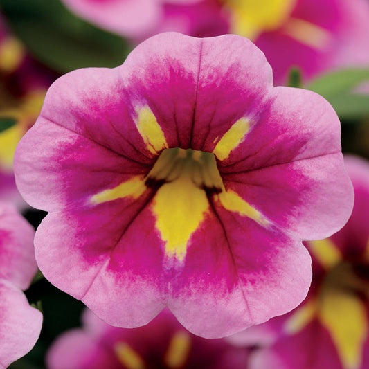 Calibrachoa Can-Can® Bumble Bee Pink