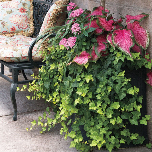 Blush Cascade Premium Combination