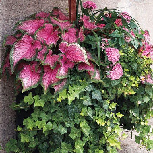 Blush Cascade Premium Combination