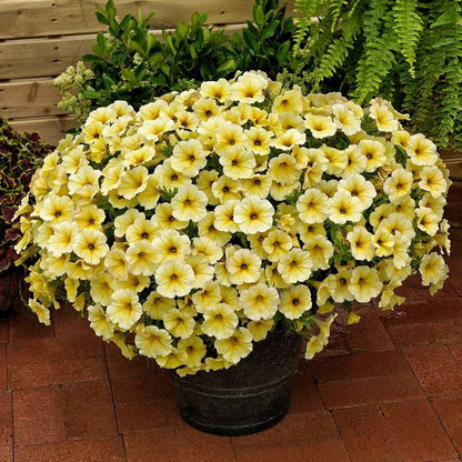 Petunia SuperCal® Light Yellow