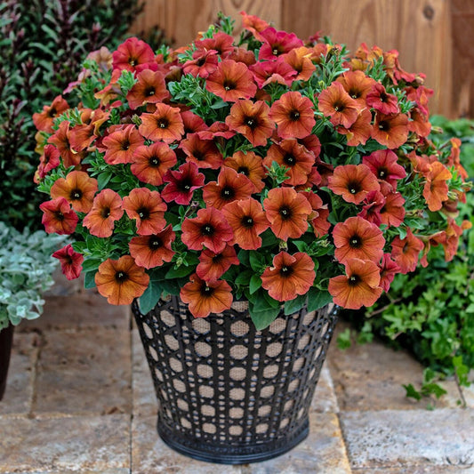 Petunia SuperCal® Premium Cinnamon