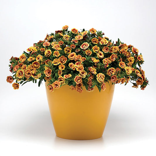 Calibrachoa MiniFamous™ Neo Double Orangetastic
