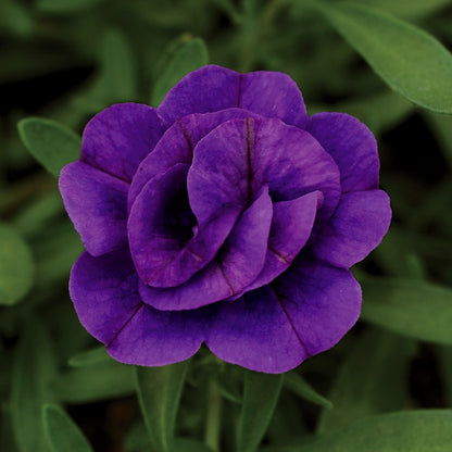 Calibrachoa MiniFamous® Neo Double Dark Blue