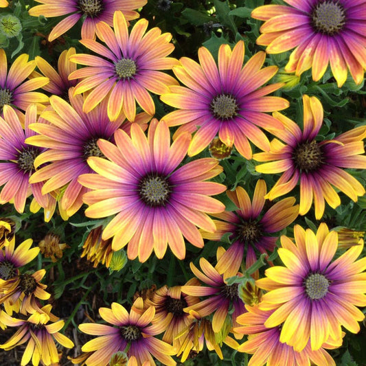 African Daisy Zion™ Purple Sun