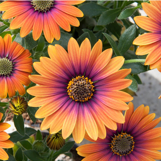 African Daisy Zion™ Purple Sun