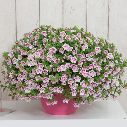 Calibrachoa MiniFamous® Uno Double Pinktastic