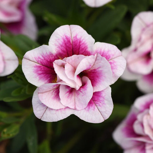 Calibrachoa MiniFamous® Uno Double Pinktastic