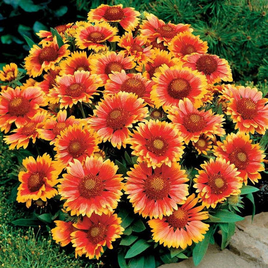 Gaillardia 'Arizona Sun'