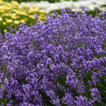 Lavender 'Munstead'