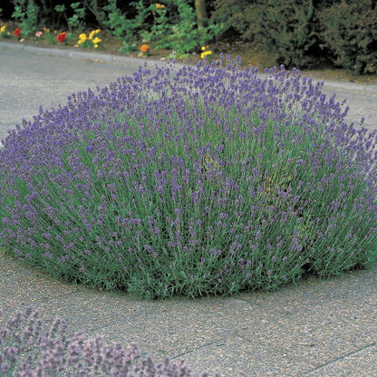 munstead lavender plant care Lavender 'Munstead'