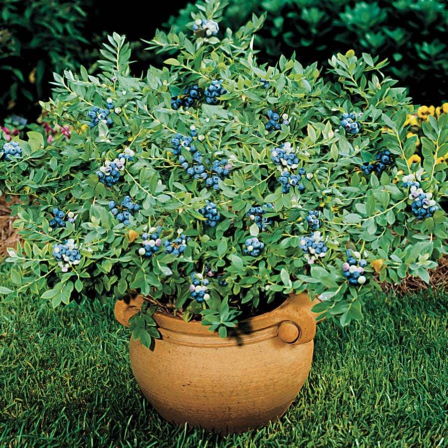 Vaccinium 'Sunshine Blue' Dwarf Blueberry