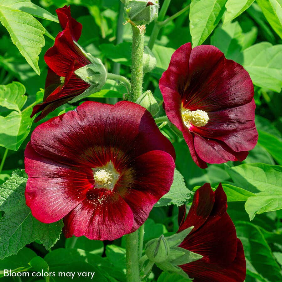 Alcea Old Barnyard Mix