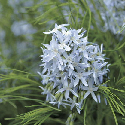 Amsonia Arkansas Blue Star
