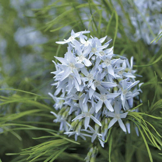 Amsonia Arkansas Blue Star
