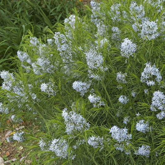 Amsonia Arkansas Blue Star
