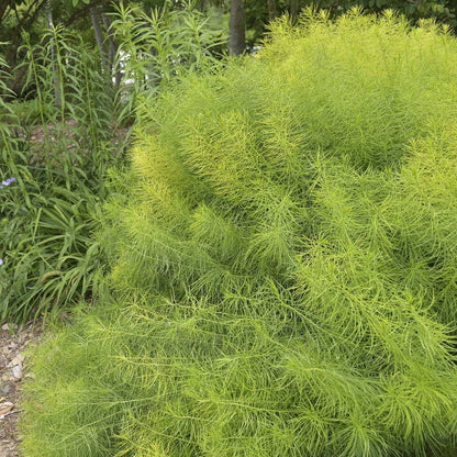 Amsonia Arkansas Blue Star
