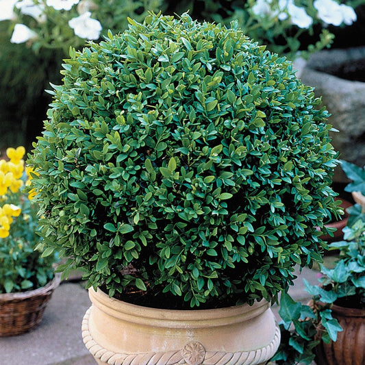 Buxus 'Green Velvet'
