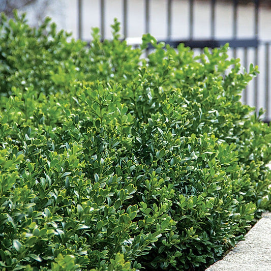 Buxus 'Green Velvet'