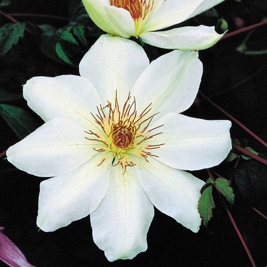 Clematis 'Henryi'