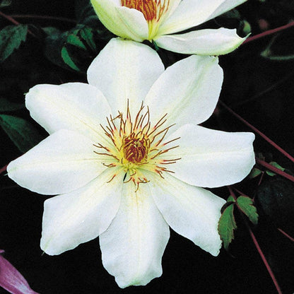 Clematis 'Henryi'