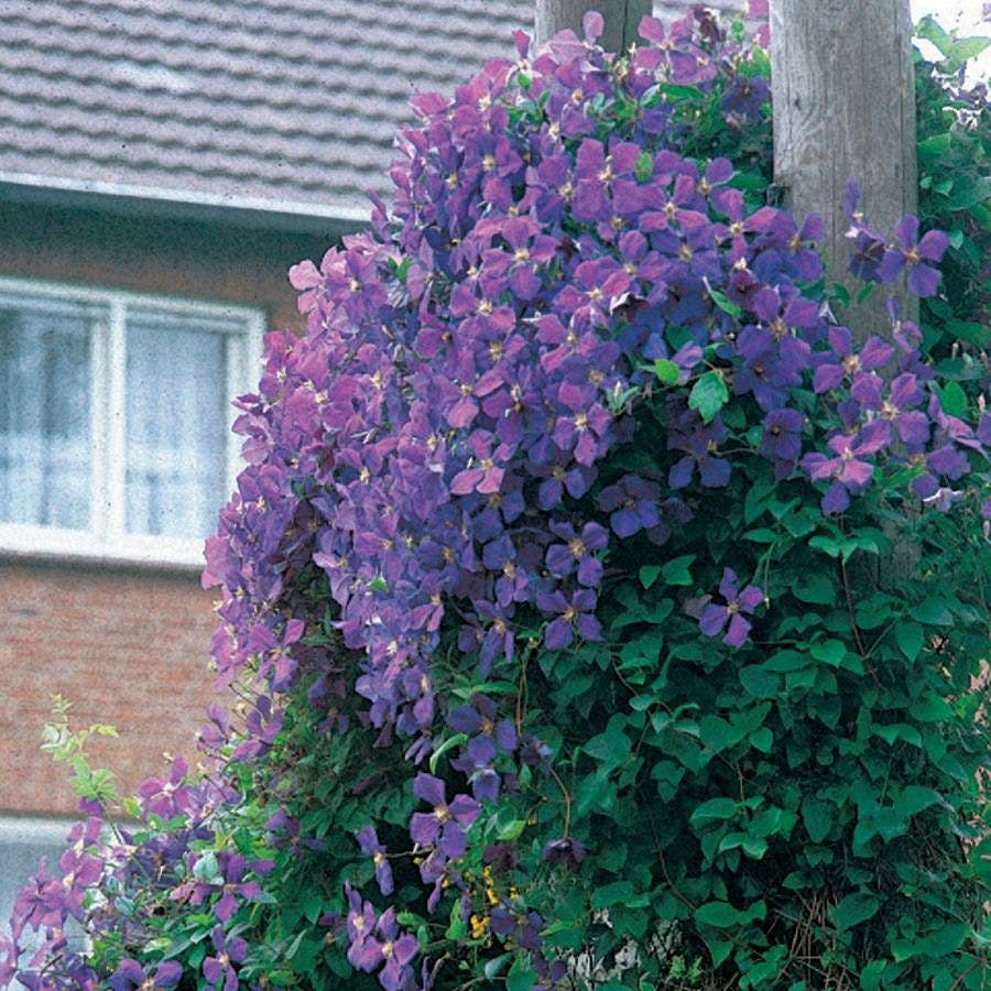 Clematis 'Jackmanii'