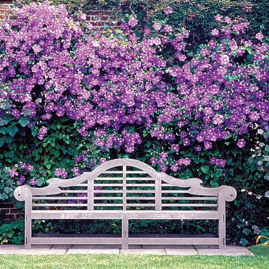 Clematis 'Jackmanii'