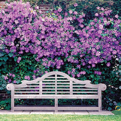 Clematis 'Jackmanii'