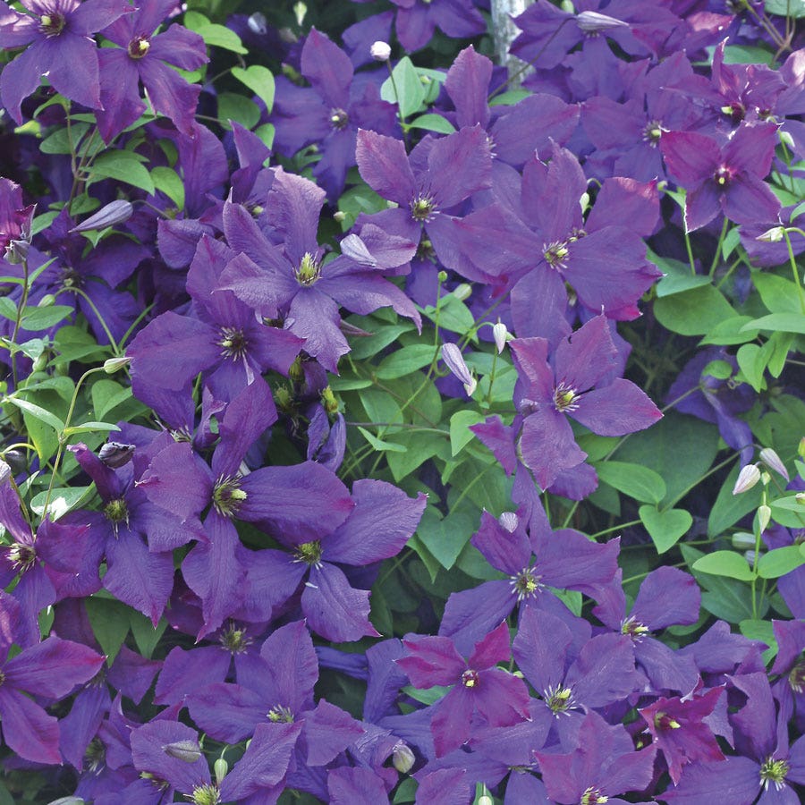 Clematis 'Jackmanii'