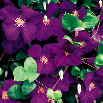 Clematis 'Jackmanii'