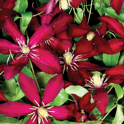 Clematis 'Niobe'