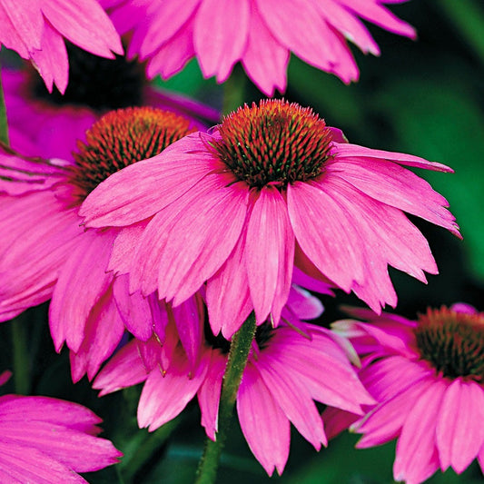 Echinacea PowWow® Wild Berry Coneflower