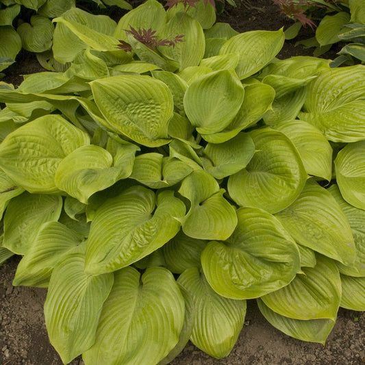 Hosta 'Sum and Substance'